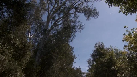 Tree trimmers work in tall trees Stock Footage 87089282