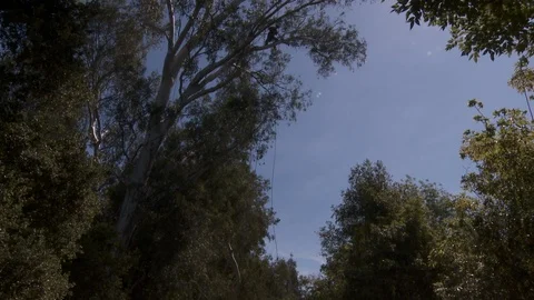 Tree trimmers work in tall trees Stock Footage 87089285