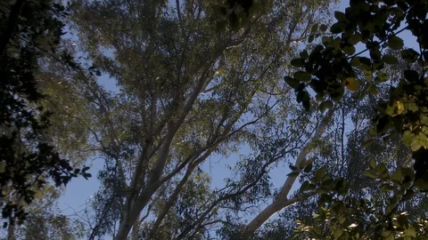 Tree trimmers work in tall trees Stock Footage 87089695