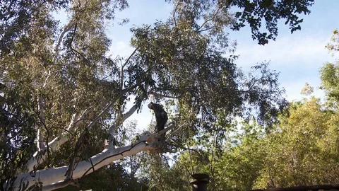 Tree trimmers work in tall trees Stock Footage 87100337