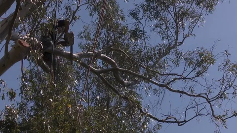 Tree trimmers work in tall trees 스톡 동영상 87100612