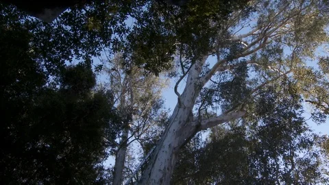 Tree trimmers work in tall trees Stock Footage 87100850