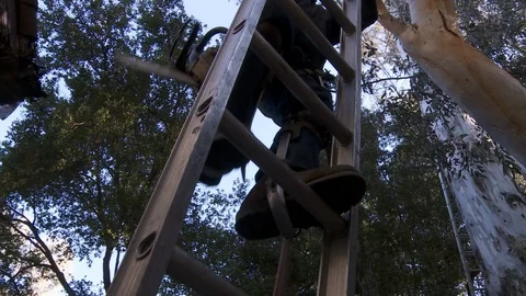 Tree trimmers work in tall trees Video stock 87100856