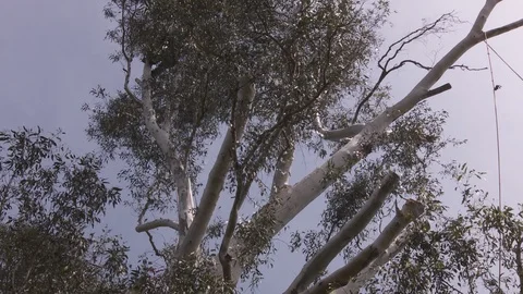 Tree trimmers work in tall trees Stock Footage 87100884