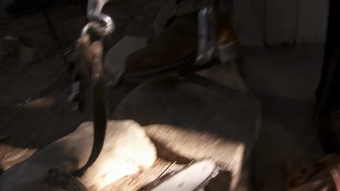 Tree trimmers work in tall trees Stock Footage 87100894