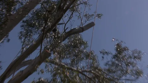 Tree trimmers work in tall trees Stock Footage 87100967