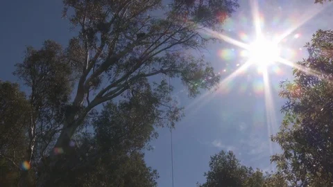 Tree trimmers work in tall trees Stock Footage 87101008