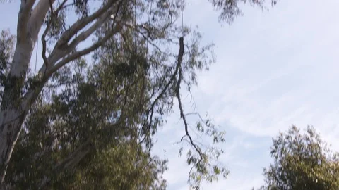 Tree trimmers work in tall trees Stock Footage 87101047