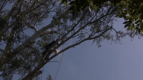 Tree trimmers work in tall trees Stock Footage 87101107