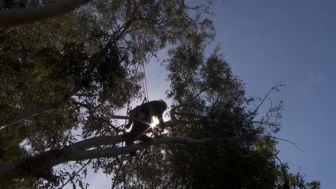 Tree trimmers work in tall trees Stock Footage 87993638