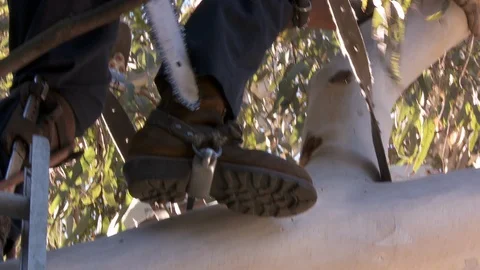 Tree trimmers work in tall trees Stock Footage 87993849