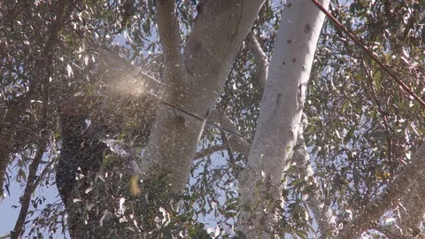 Tree trimmers work in tall trees_2 Stock Footage 87100516