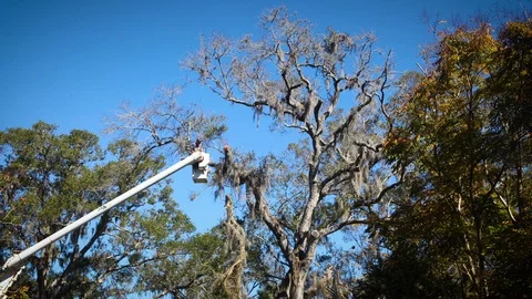 Tree Trimming 2 NO PUSH Stock Footage 102612012