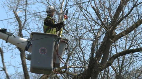 Tree Trimming (3 of 5) Stock-Footage 3779173