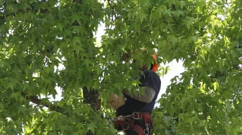 Tree trimming Stock Footage
