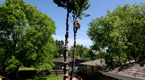 Tree trimming from up high Stock Footage 38884410