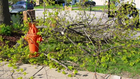 Tree trimming near roadside, maintenance and professional arborist service. Stock Footage 334055200