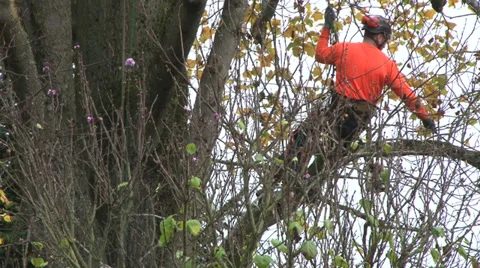 Tree Trimming by Power Lines Stock Footage 33074034
