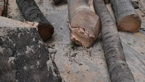 Tree-trimming-powerlines-3 Stock Footage 107699611