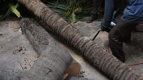 Tree-trimming-powerlines-4 Stock Footage 107699635