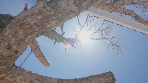 Tree Trimming Work Captured with Chainsaw in Sunlit Lens Flare Stock Footage 331693613