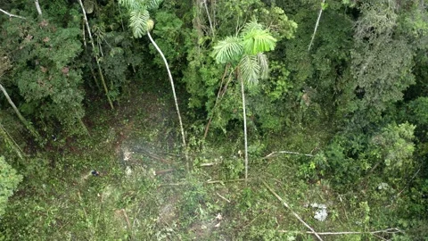 A tree in a tropical forest is being cut down with motorsaw: deforestation Vidéo 160326612