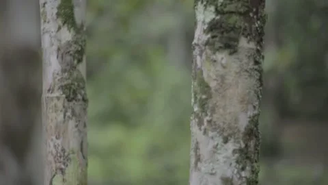 Tree in tropical forest Stock Footage 147722507