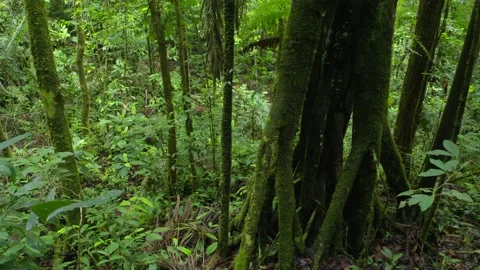 Tree in tropical forest with large roots which is typical for rainforest trees Stock Footage 165847391
