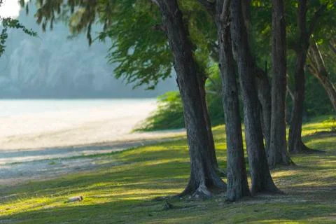Tree in tropical  forest Stock Photos