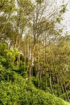 Tree in a tropical forest Stock Photos
