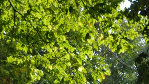 Tree in tropical rain forest. 库存影片 118557083
