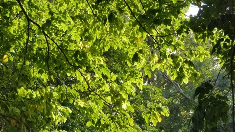 Tree in tropical rain forest. 库存影片 118557086