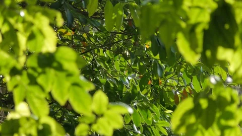 Tree in tropical rain forest. 库存影片 118557416