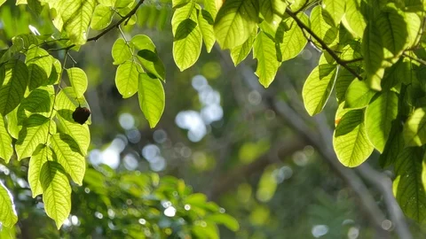 Tree in tropical rain forest. 库存影片 118557441