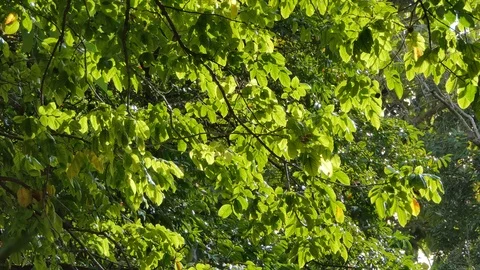Tree in tropical rain forest. 库存影片 118557466