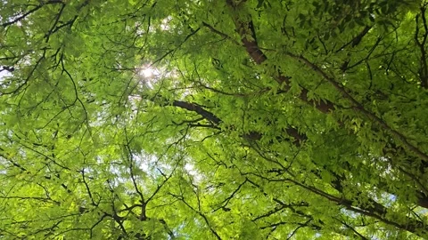 Tree at tropical rainforest 库存影片 337401222