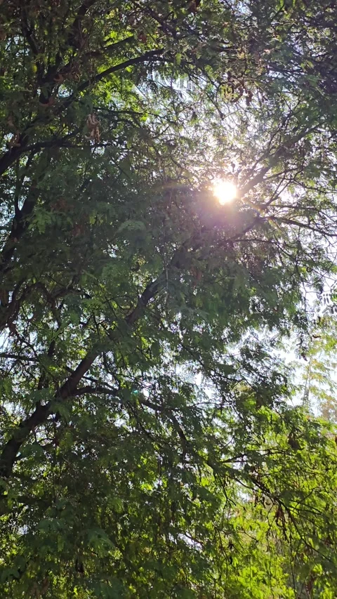 Tree in tropical rainforest. Vidéo 345738967
