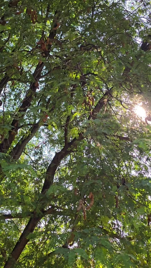 Tree in tropical rainforest. Stockbeeldmateriaal 345738976