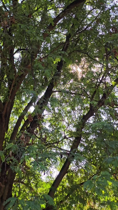 Tree in tropical rainforest. Stock Footage 345738992