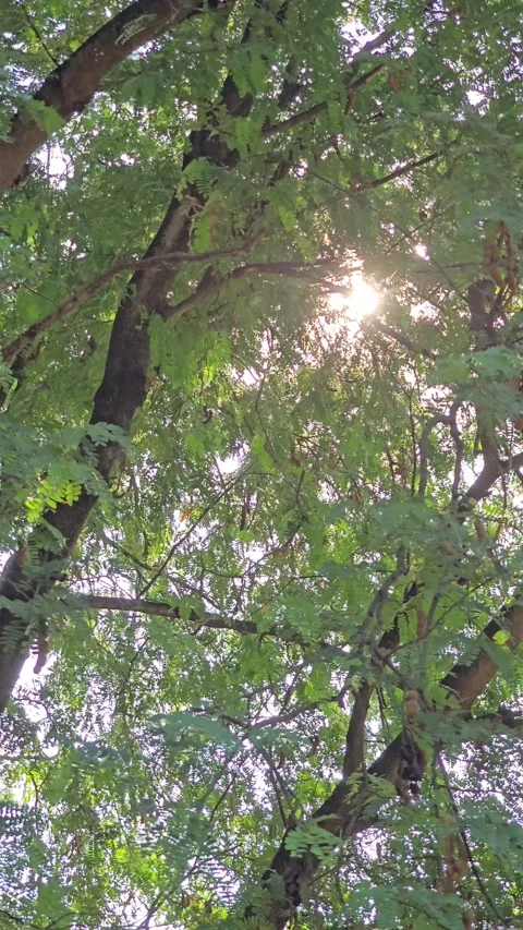 Tree in tropical rainforest. Stock Footage 345739006