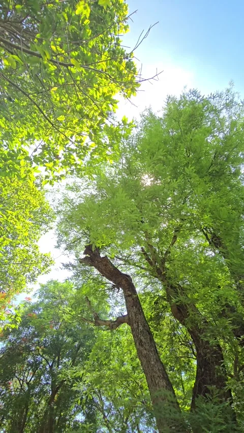 Tree in tropical rainforest. 库存影片 345739029