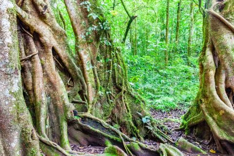 Tree in the tropical rainforest Stock Photos