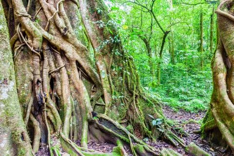 Tree in the tropical rainforest Stock Photos
