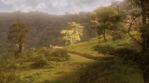 Tree in tropical valley with light Video stock 49265540