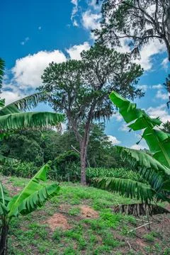 Tree in the tropics with moss on the branches Stock Photos