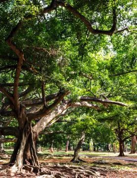 Tree tropics with root Stock Photos