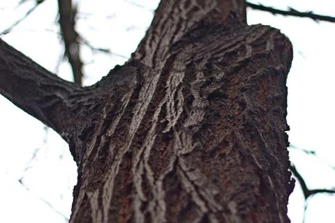 Tree Trunk 01 Stock Photos