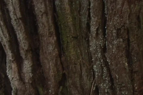 Tree Trunk 02 Stock-Footage 356737