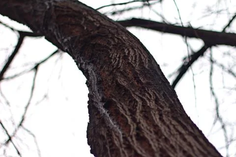 Tree Trunk 02 Stockfoto's