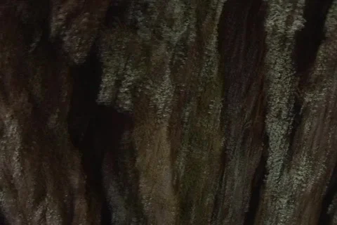 Tree Trunk 03 Stock Footage 356738